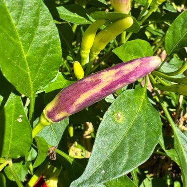 KS White Thai - Seeds
